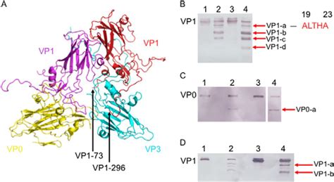 Crystal Structures Of Enterovirus Ev Recombinant Virus Particles