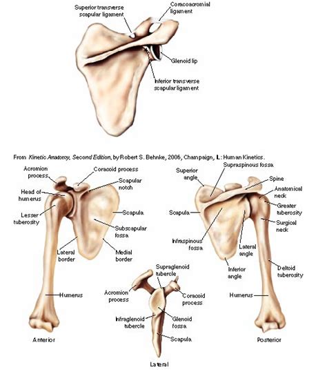 Transverse Scapular Ligament