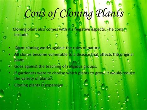 Cloning plants 03