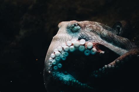 Grundlegende Erkl Rungen Zu Was Brauchen Axolotl Im Aquarium