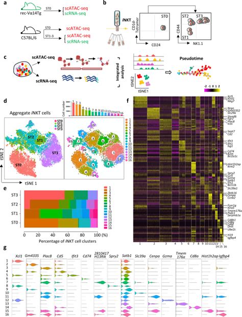 scATAC seq 和 scRNA seq 综合分析绘制胸腺 iNKT 细胞发育图谱并确定 Cbfβ 的作用 Cell Discovery