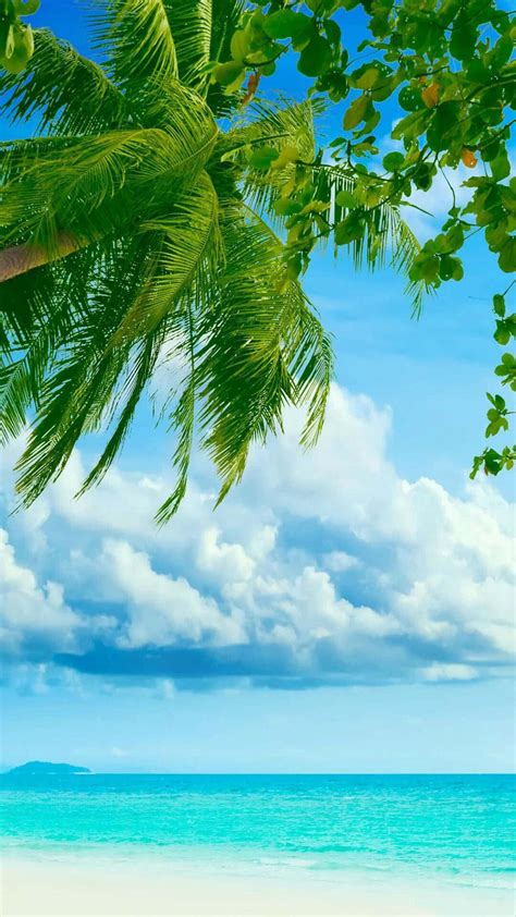 [100 ] Palm Tree Beach Wallpapers