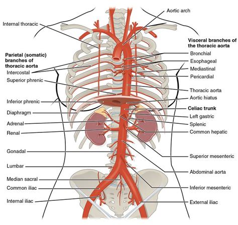 East Flow Diagram For Open Abdomen Anatomical Abdominal Quad