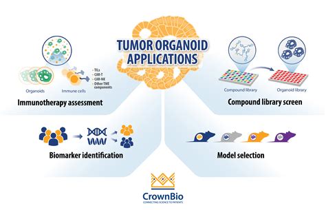 Top 4 Applications For Tumor Organoids In Oncology Drug Development