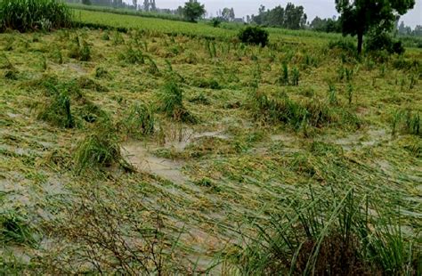 पहले सूखे की मार अब भारी बारिश ने उजाड़ दीं फसलें कई खेत लबालब भरे