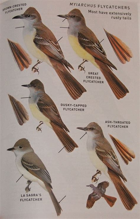 Review Peterson Field Guide To Birds Of North America