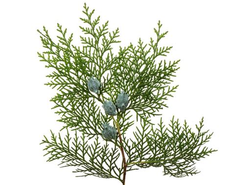 Premium Photo Branch Of Thuja Isolated On White Background