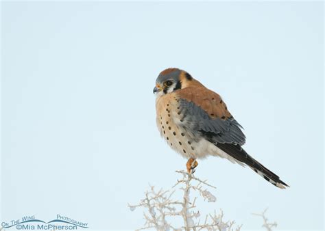 American Kestrel Male On The Wing Photography