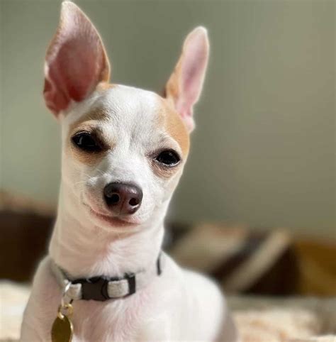 Chihuahua Italian Greyhound Mix Small Size Big Attitude