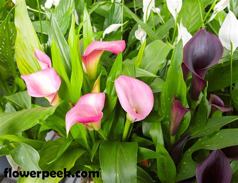 Calla Lily Care Indoors