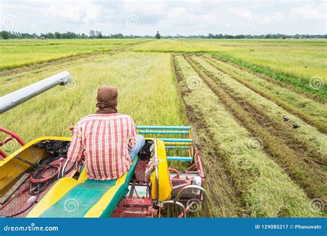 Harvester Agriculture Machine And Harvesting In Rice Field Working