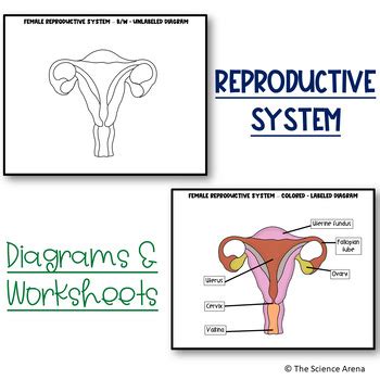 Reproductive System Male Female Diagrams Labeled Unlabeled And