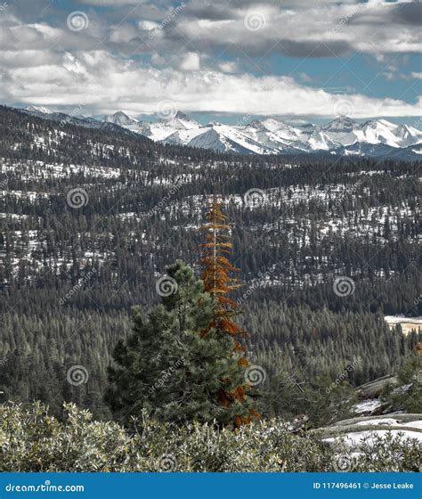 Distant Snow Covered Peaks in the Sierras Stock Image - Image of forest