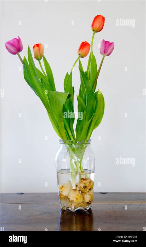 I Tulipani In Un Vetro Trasparente Vaso Di Acqua Su Sfondo Bianco Foto