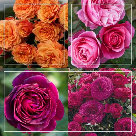 Vibrant Bouquet Collection – Heirloom Roses