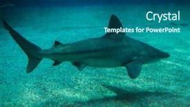 229 Best Shark-Themed Templates for PowerPoint & Google Slides