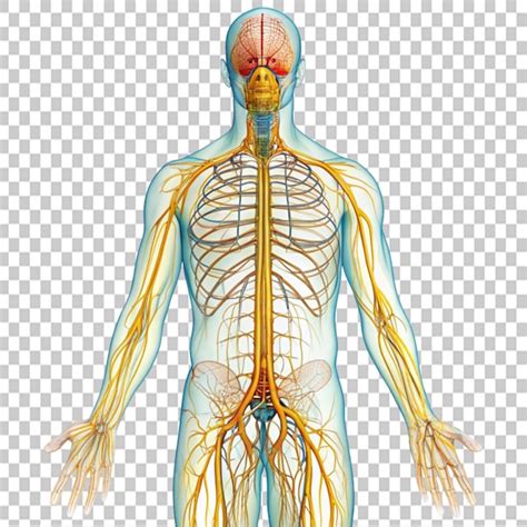 human body functions psd high quality  psd templates