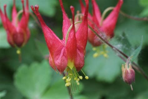 Aquilegia canadensis