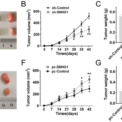 Silencing SNHG1 Inhibits PDAC Cells Growth In Vivo A E Tumors Were