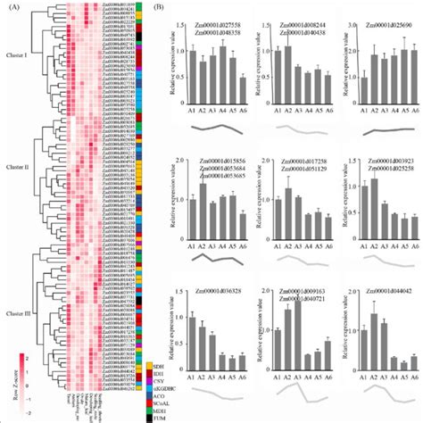 Phylogeny And Expression Analysis Of The Tca Cycle Genes Among Maize