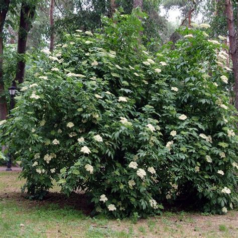 Sambucus Nigra Sauco Árboles De Hoja Caduca — Floresfrescasonline