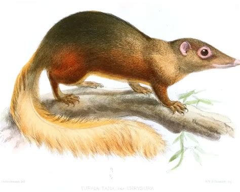 large treeshrew facts diet habitat pictures  animaliabio