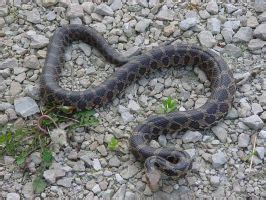 Eastern Foxsnake – INHS Herpetology Collection