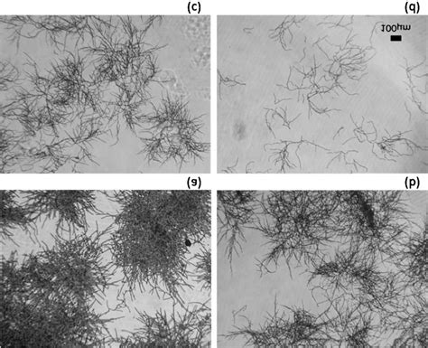 B Microscopic Observation Of Candida Mycelial Growth With Or Without