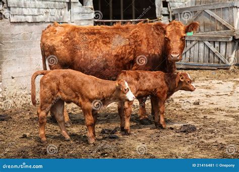 Limousin Cattle stock image. Image of bovine, brown, pedigree - 21416481