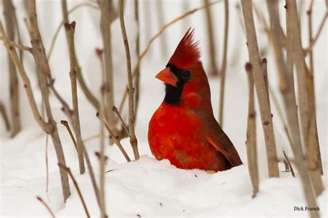 Bevs Nature Blog Northern Cardinal An Invasion