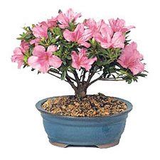 Care Instructions Azalea Bonsai Plant | Jackson and Perkins