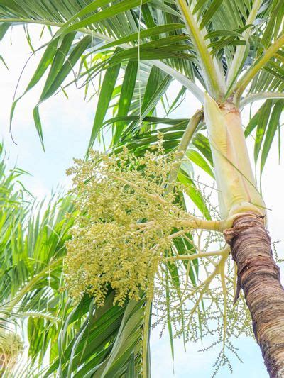 Christmas Palm Seeds