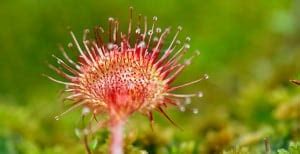 7 Essential Tips To Nurture Your Droplet Of Joy: Sundew Care 101