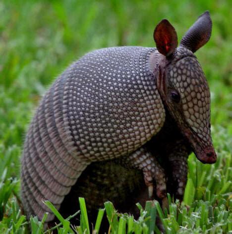 Armadillo