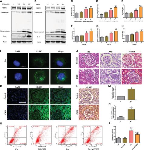 Figure From Activation Of The Nrf Are Signaling Pathway Ameliorates