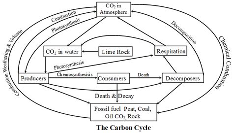 What Is The Biogeochemical Cycle A Plus Topper