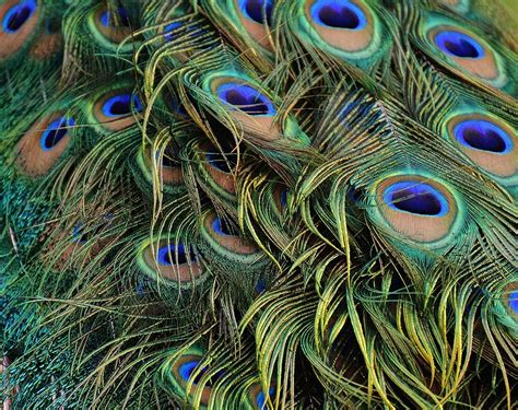 Peacock Feathers Bird Free Photo On Pixabay