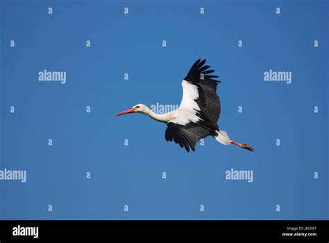 flying white stork stock photo alamy
