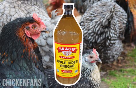 Apple Cider Vinegar For Chickens Benefits And Myths Chicken Fans