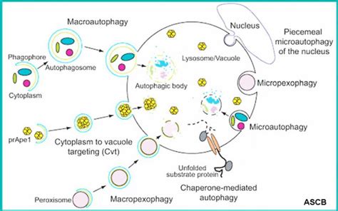 Developmental Mechanism Autophagy Embryology