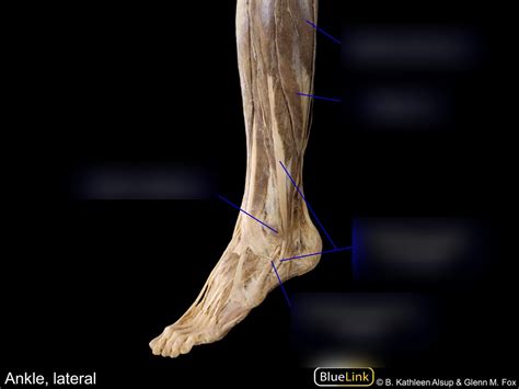 Lateral Ankle Map Diagram Quizlet