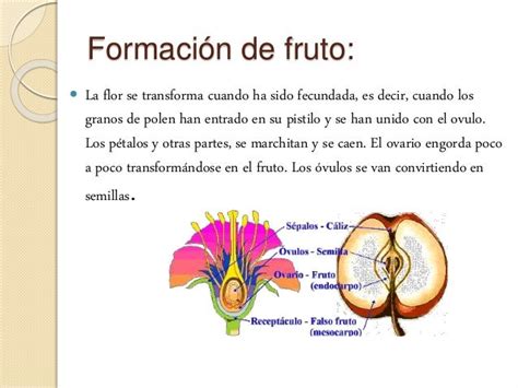 El Fruto