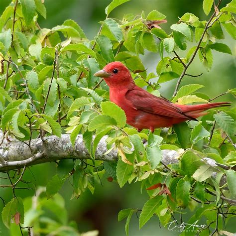 Corby Amos Photography On Twitter Summer Tanager Happy Sunday