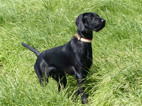 Pudelpointer - Temperament, Lifespan, Shedding, Puppy