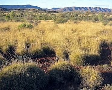 Botany (Plants) - The Tropical Grassland Biome