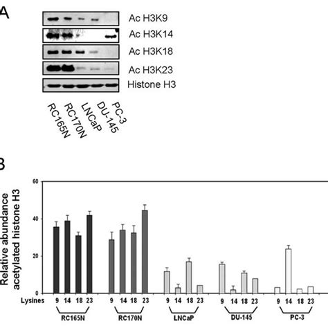 Deficient Acetylation Of Histone H3 N Terminal Lysines In Prostate