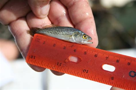 Spotted Seatrout A Field Guide To The Fishes Of Charlotte Harbor