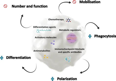 Strategies to reduce regulatory cells in cancer patients. Several ...