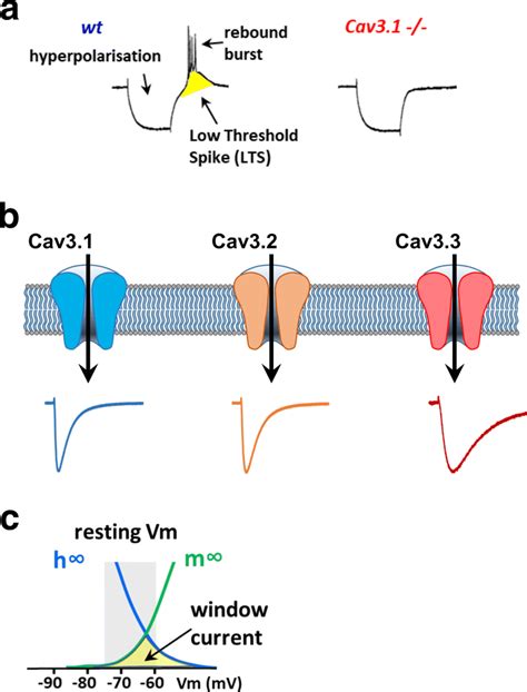 Electrophysiological Properties Of T Type Ca Channels A Illustration