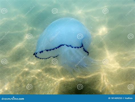 Marine Jellyfish, in a Natural Habitat Stock Image - Image of large ...